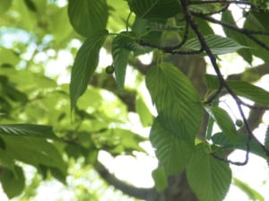 2104222野外観察②-300x224