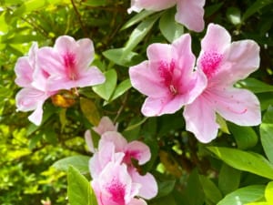 T2_0507-300x225
