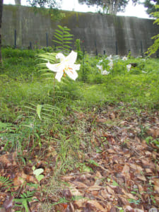f4-225x300
