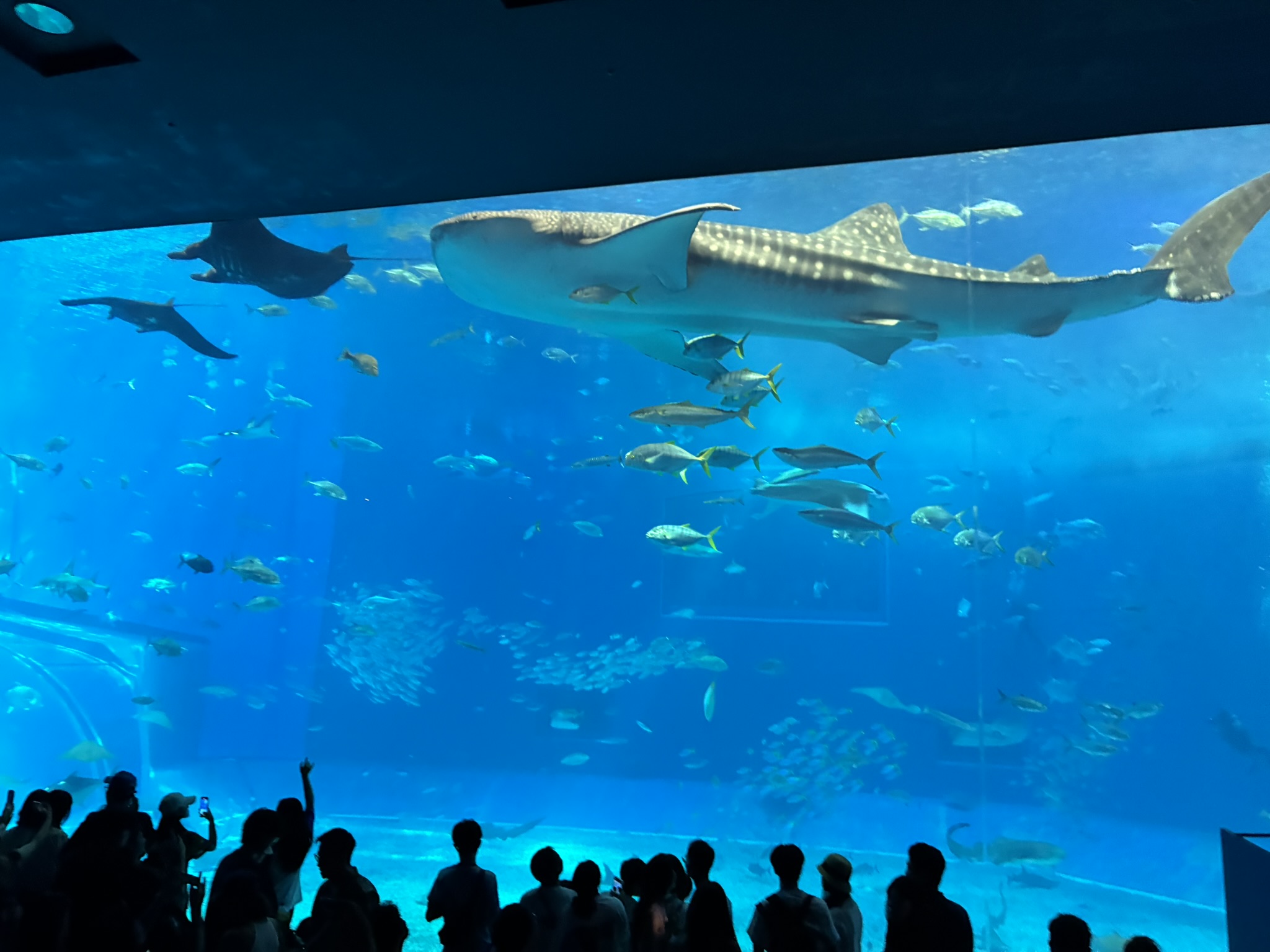 5E45B130-49AA-427D-B072-2A882B237EE8_1_102_o